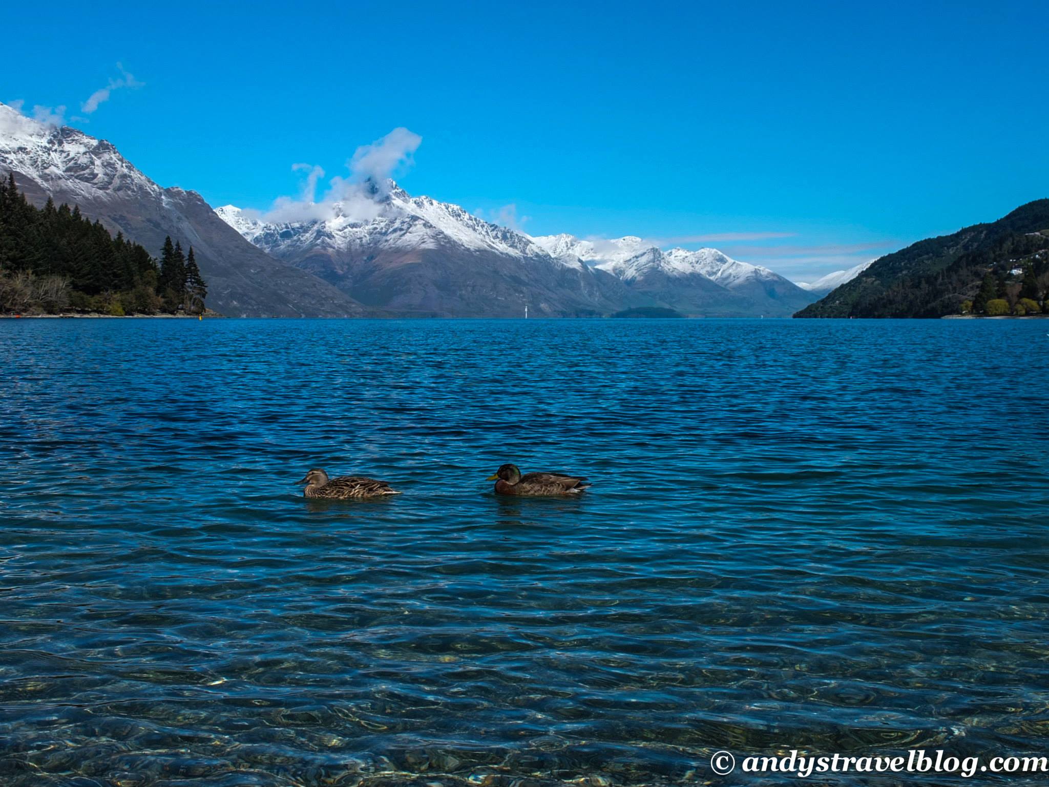 Lake Wakatipu, and ducks!
