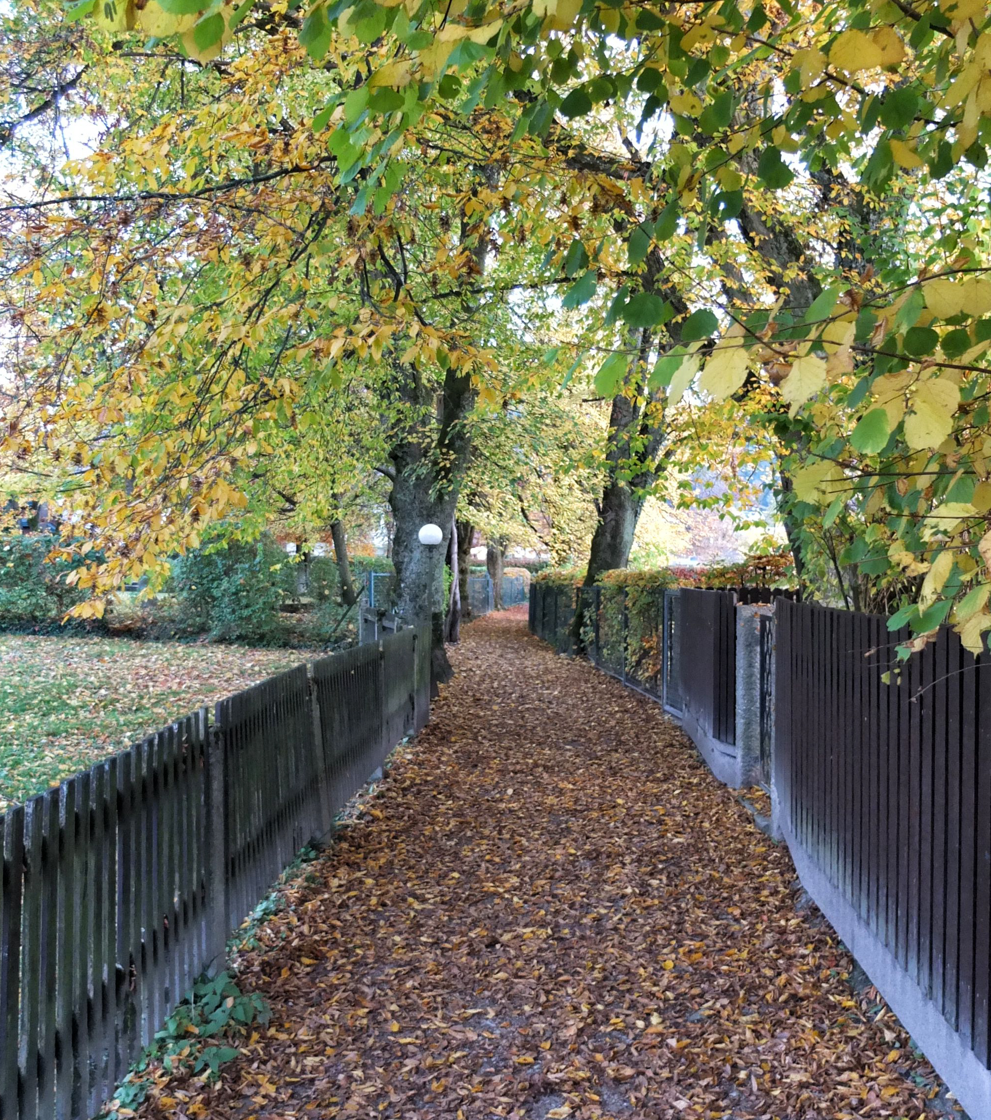 a path with leaves on it and a fence