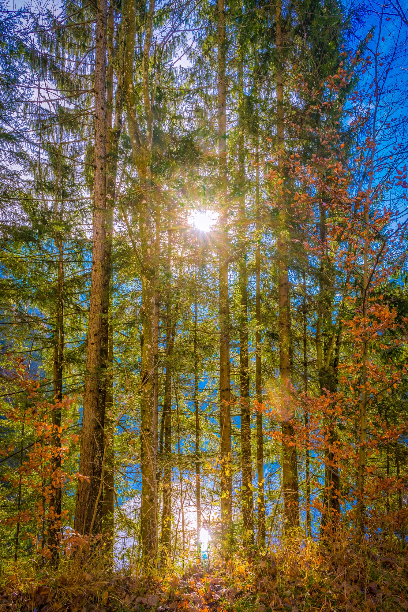 Sun among the trees