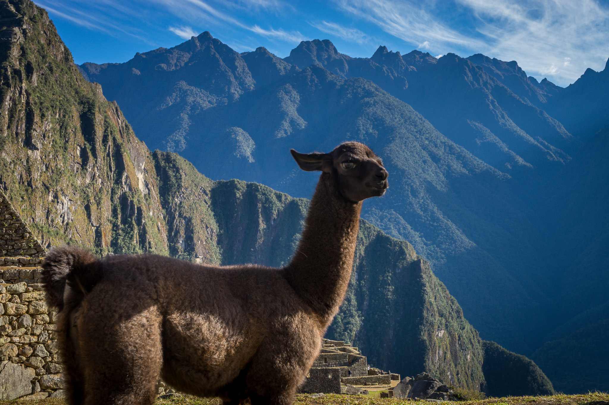 a llama standing on a mountain