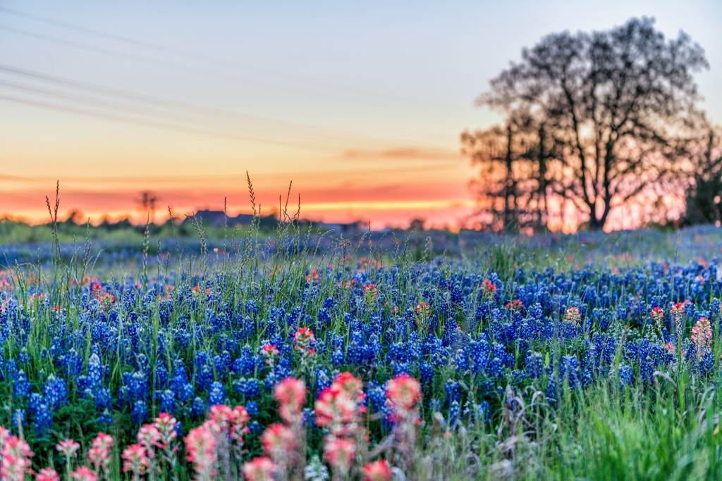 a field of flowers with trees in the background