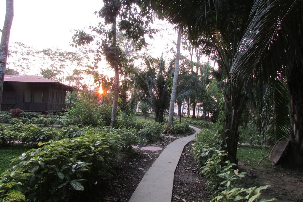 a path in a tropical garden