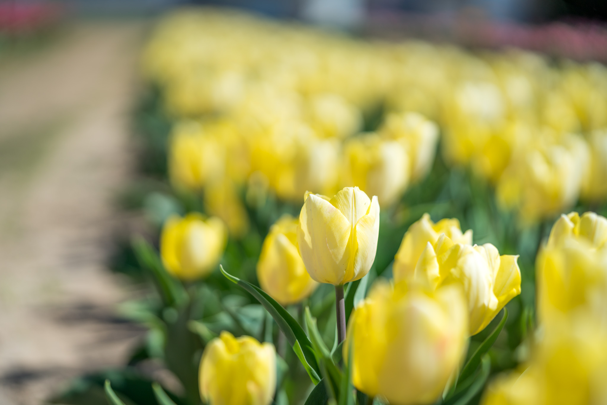 a field of yellow tulips