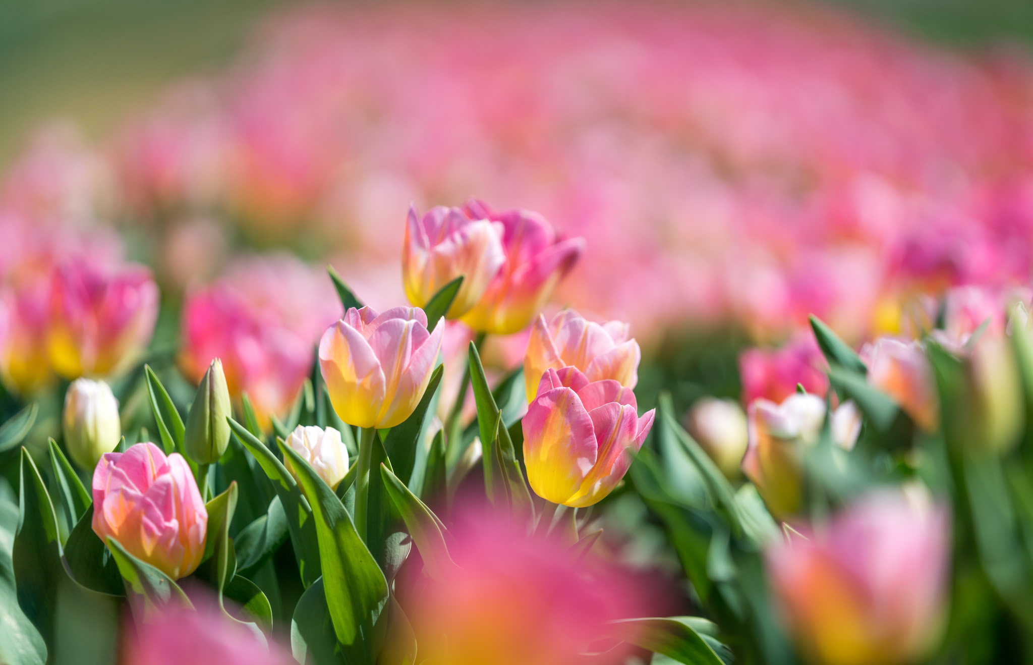a group of pink and yellow tulips