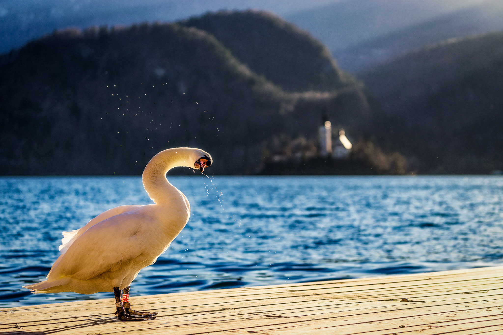 a white bird standing on a dock near water