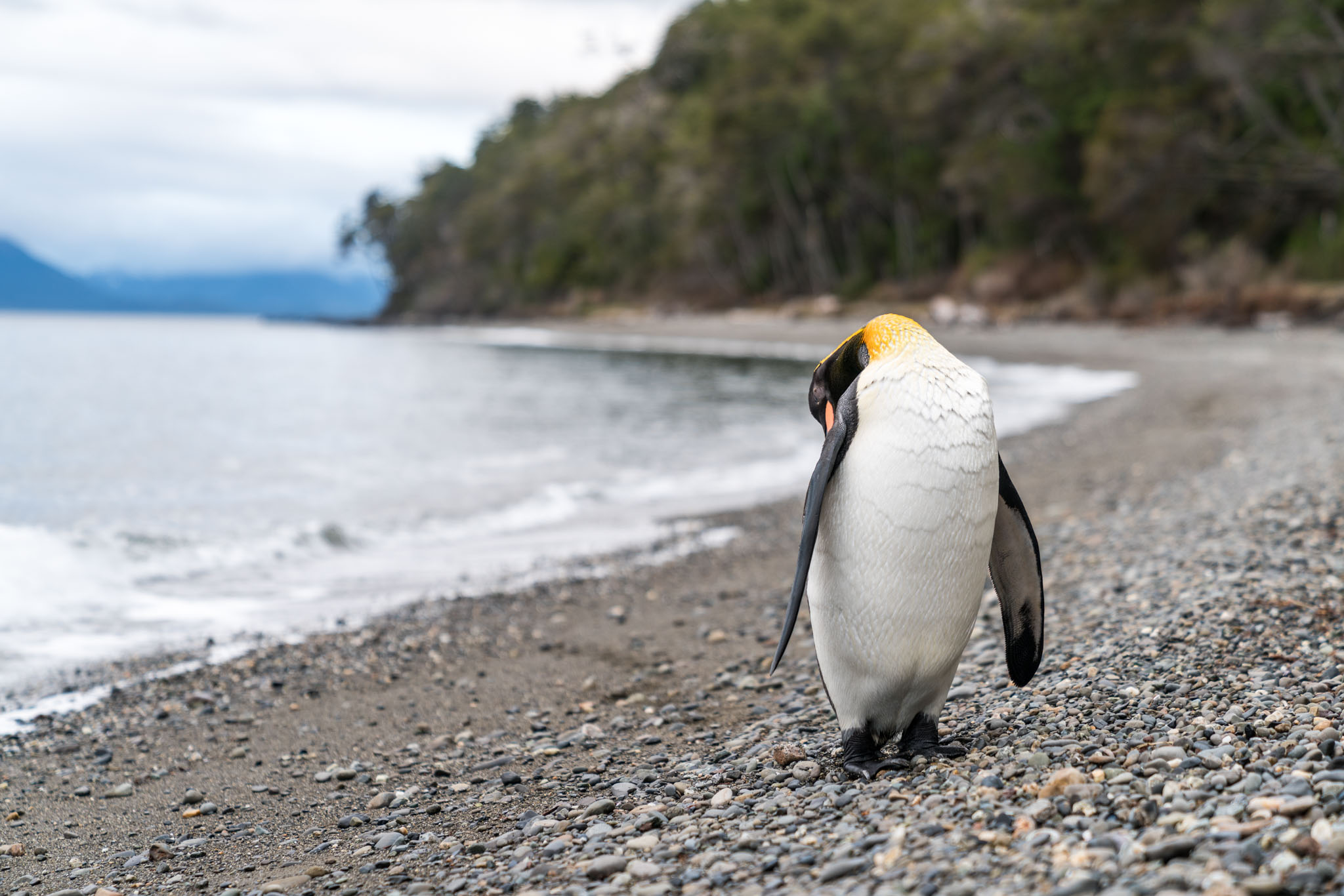 a penguin walking on a rocky beach