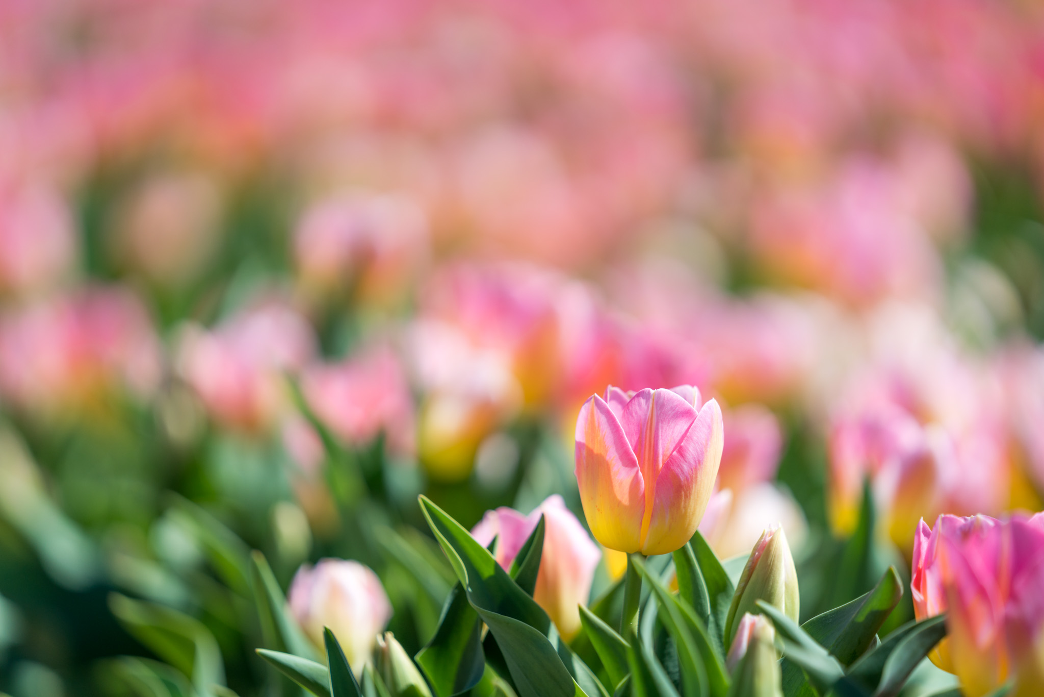 I went to an incredible Tulip field just north of Dallas, they were ...