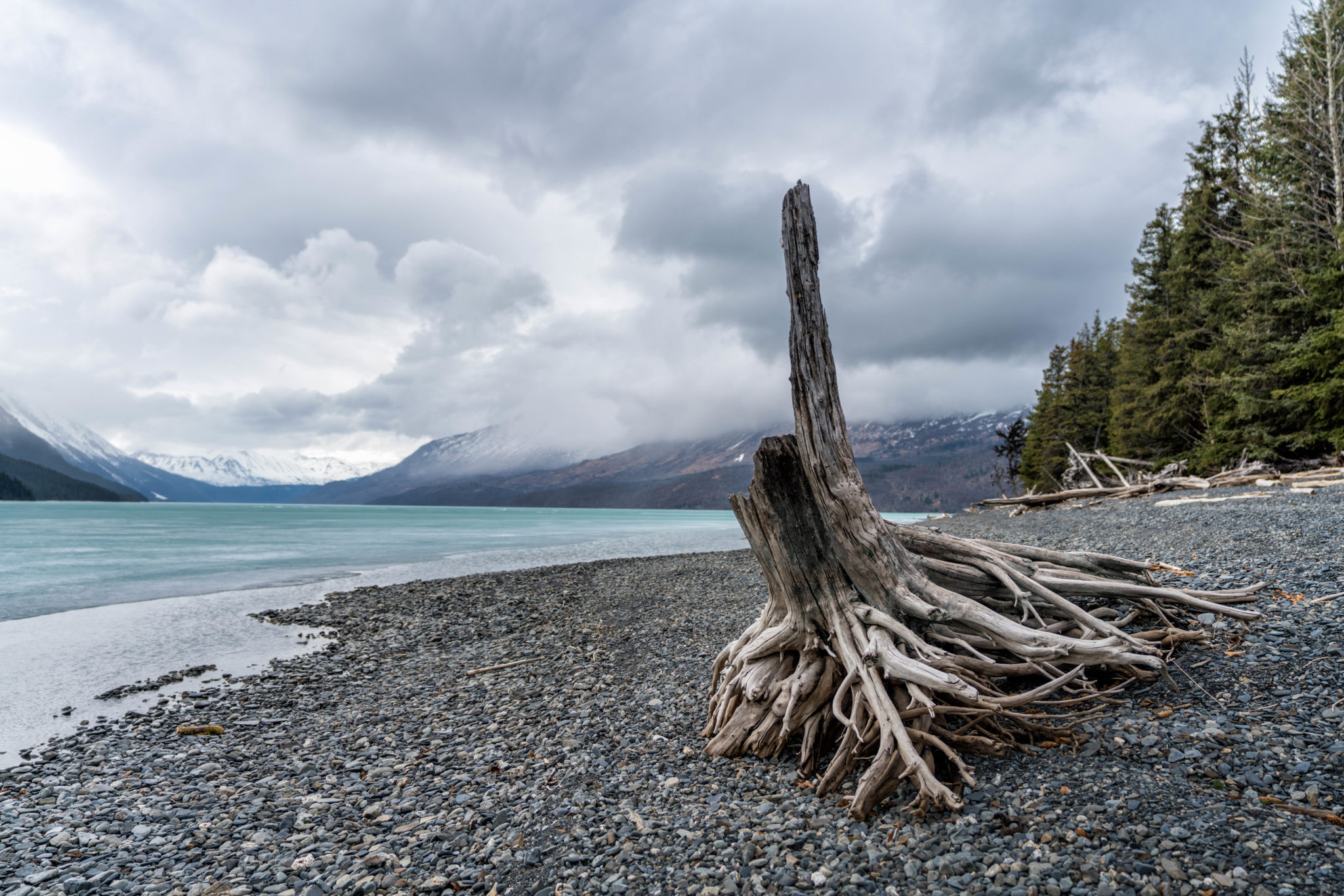 a tree stump on a rocky beach