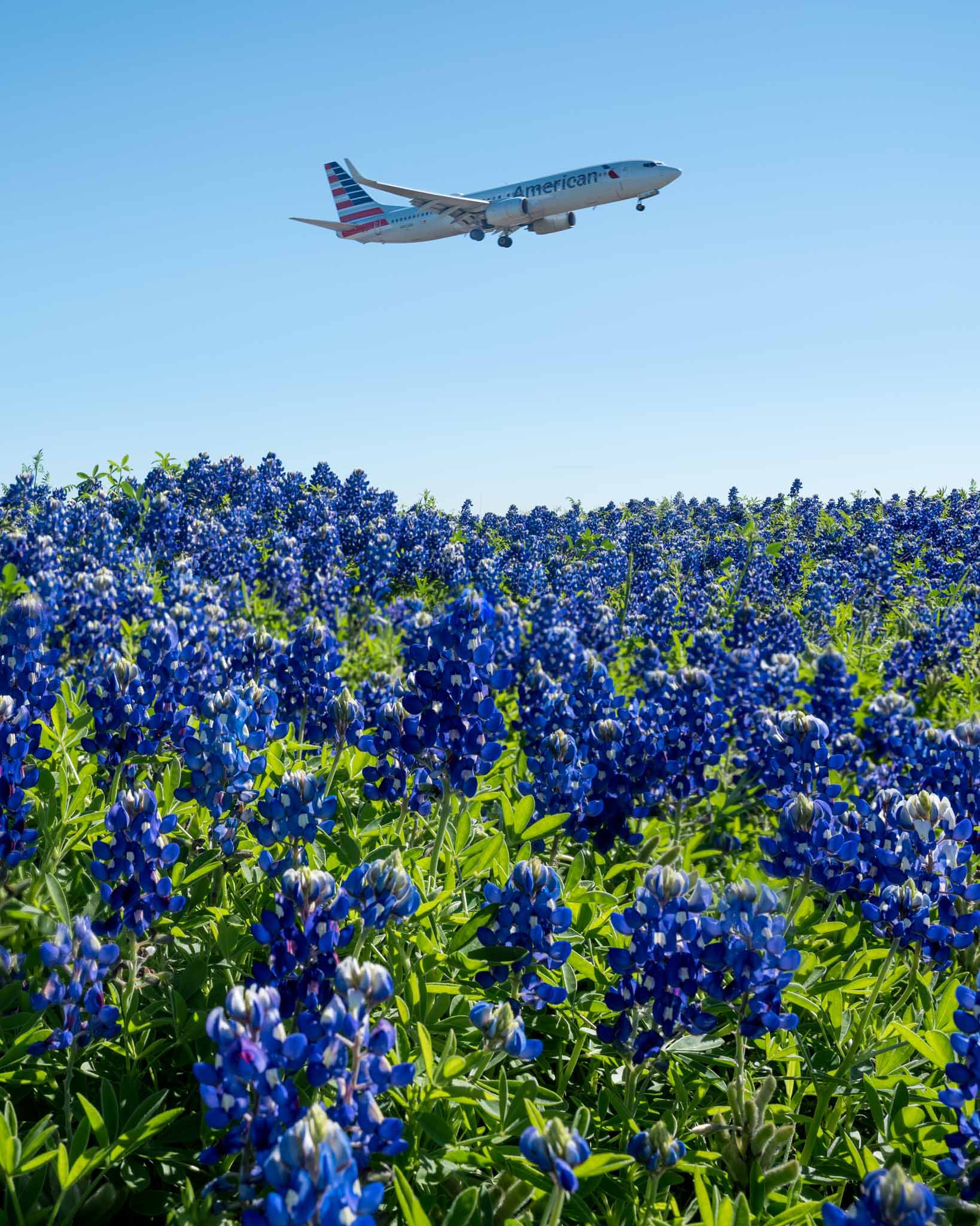 a plane flying over a field of blue flowers