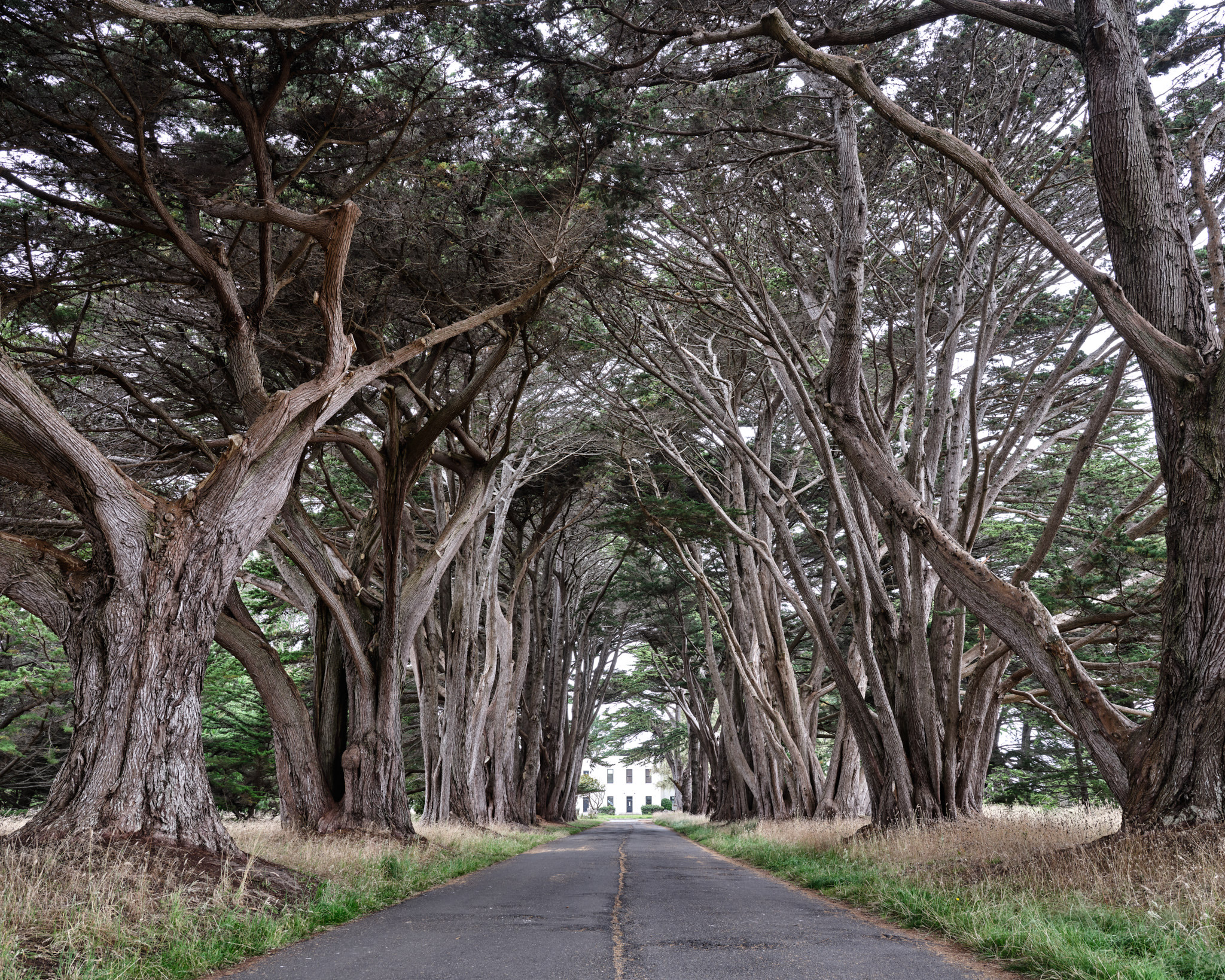 Cypress Tree Tunnel