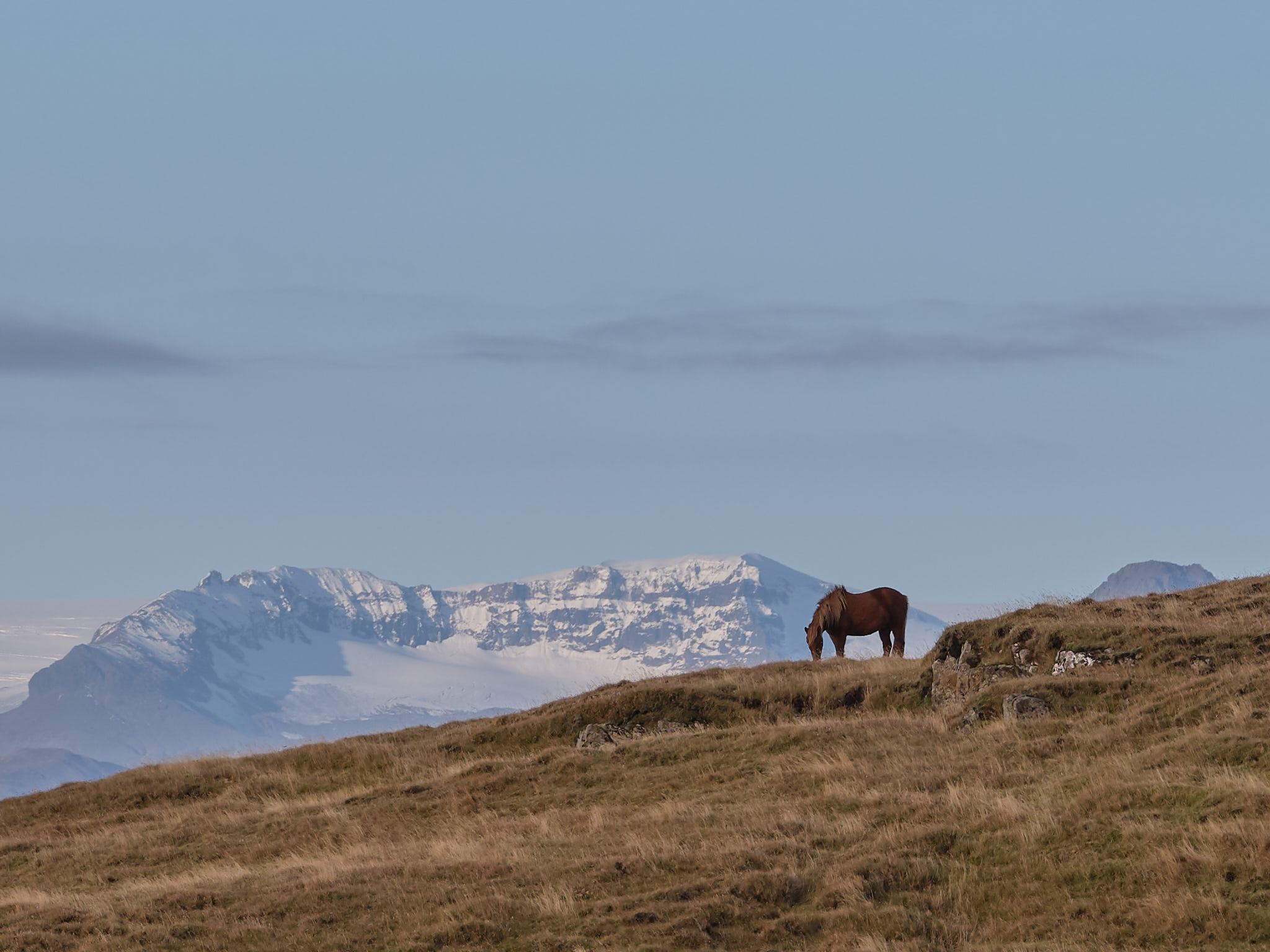 a horse grazing on a hill with snow covered mountains in the background
