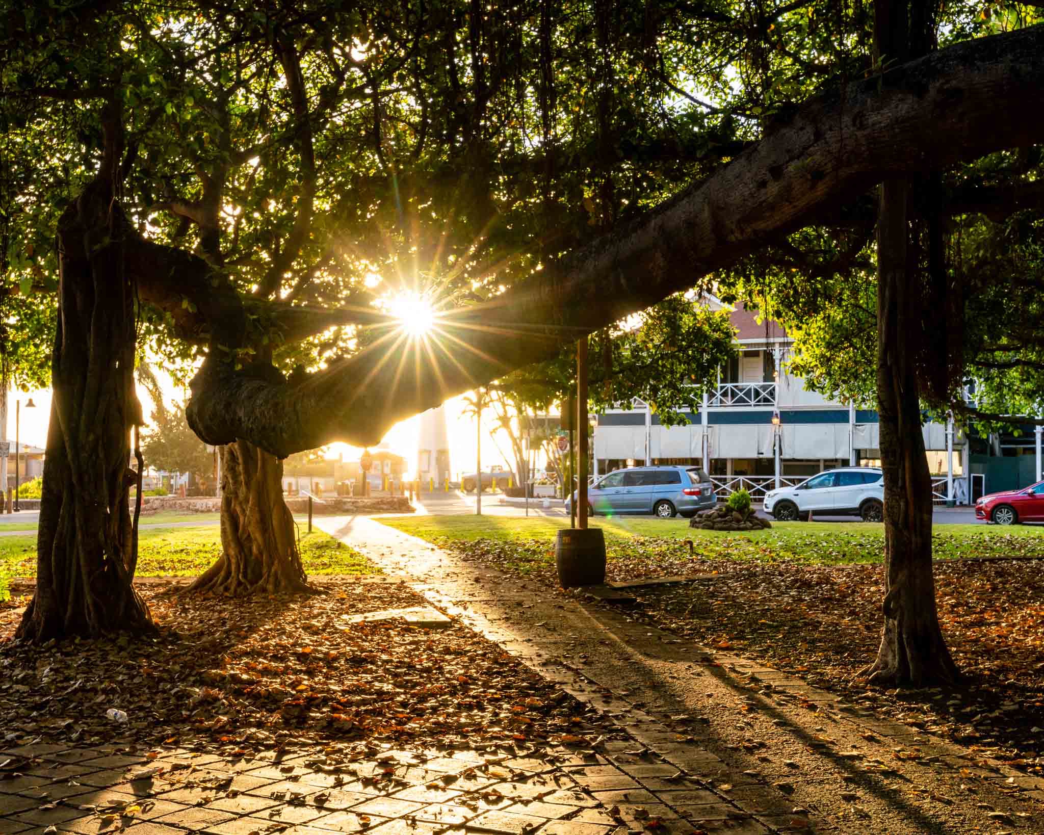 sun shining through trees and a sidewalk