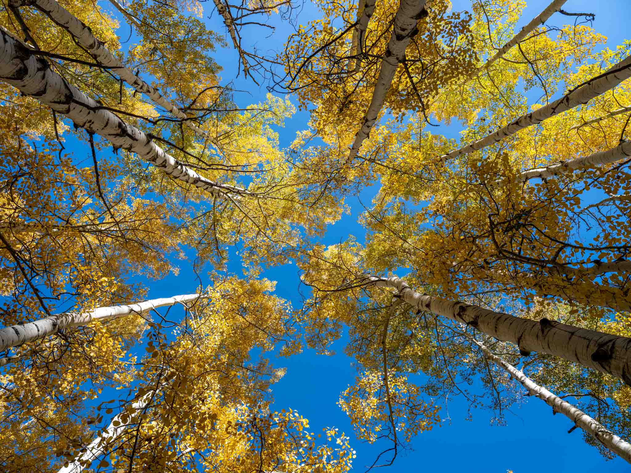 looking up a group of trees with yellow leaves