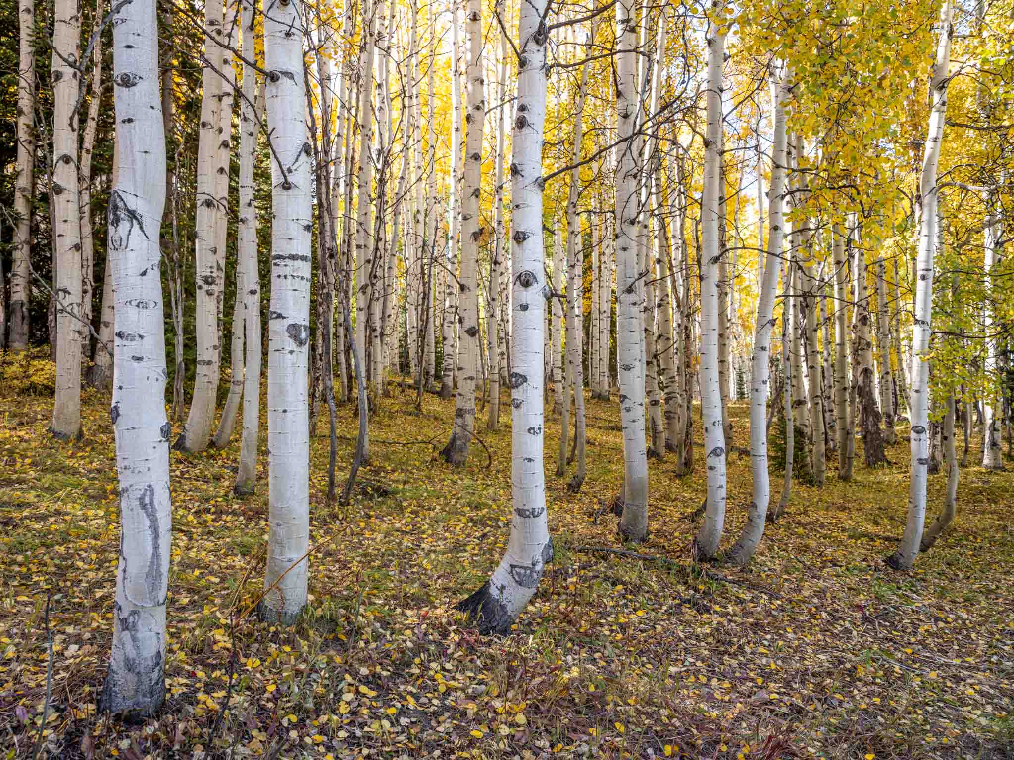 a group of white trees with yellow leaves