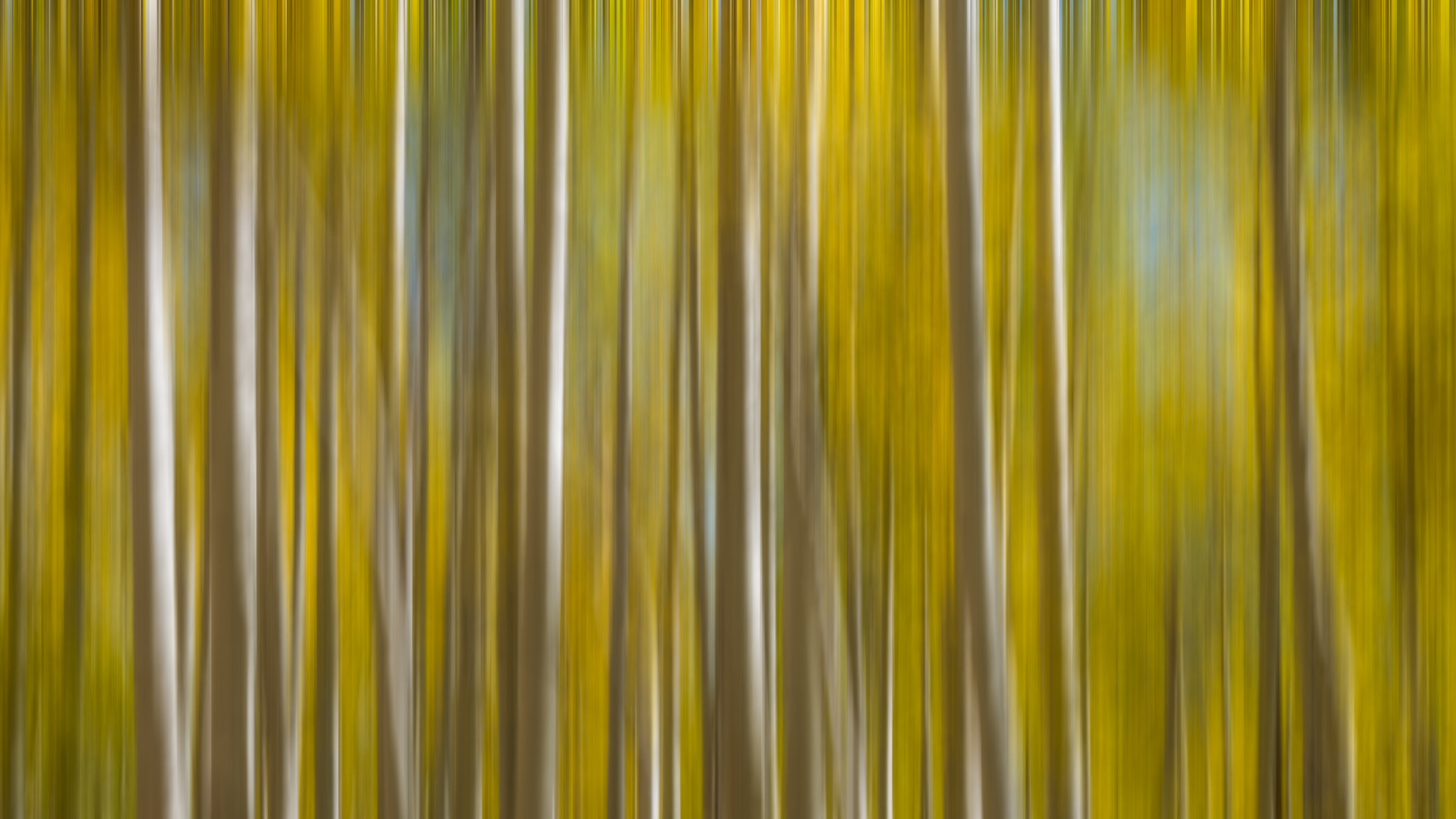a group of trees in a forest