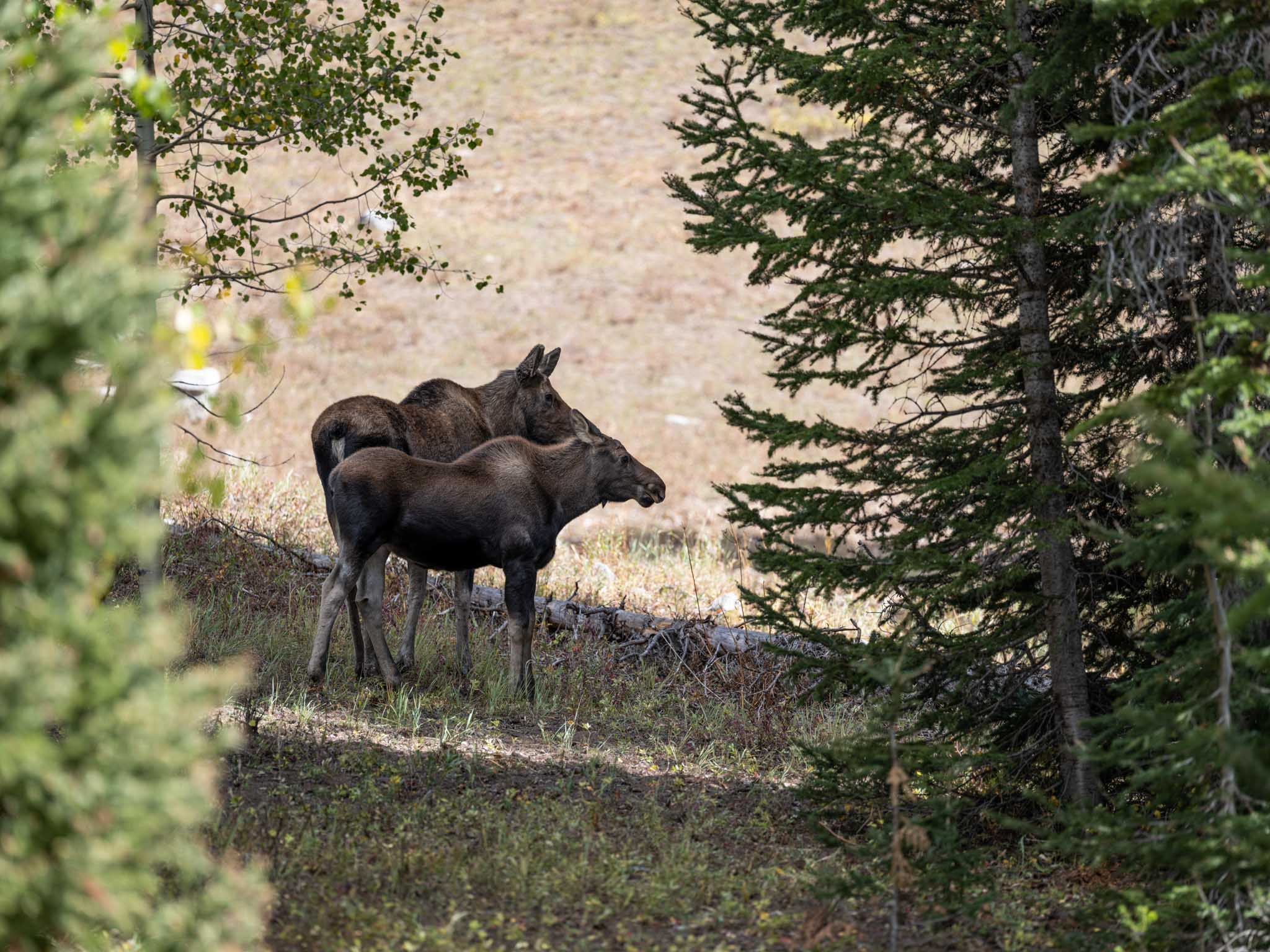 a moose and calf standing in a forest