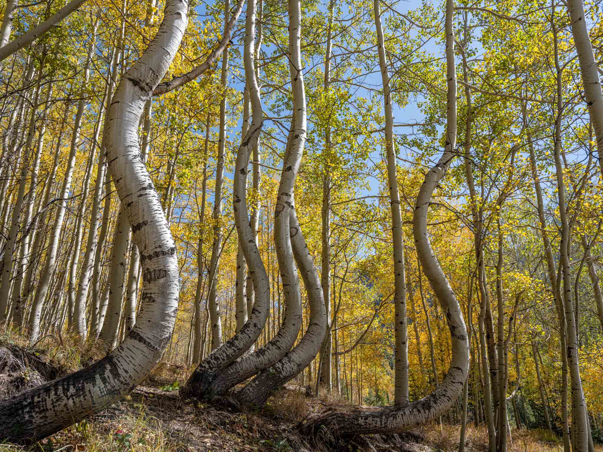 a group of trees with twisted trunks