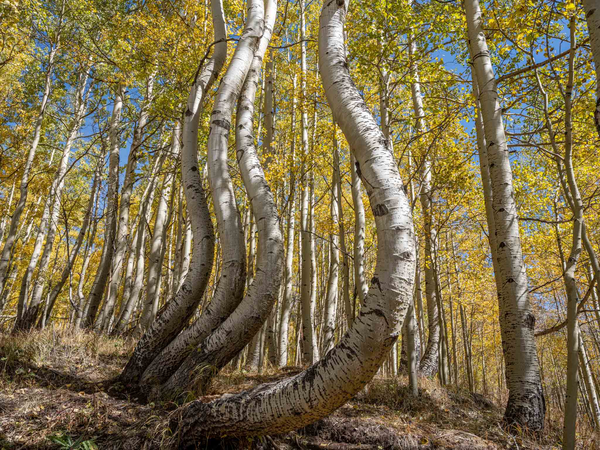 a group of trees with twisted trunks